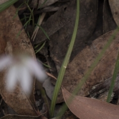 Caladenia carnea at Penrose, NSW - 26 Aug 2021