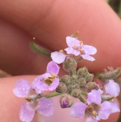 Harmsiodoxa blennodioides at Tibooburra, NSW - 1 Jul 2021 10:38 AM