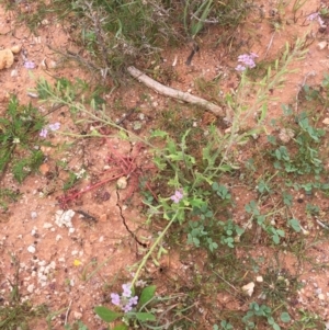 Harmsiodoxa blennodioides at Tibooburra, NSW - 1 Jul 2021 10:38 AM