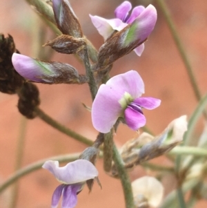 Glycine canescens at Tibooburra, NSW - 1 Jul 2021 10:56 AM