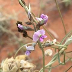 Glycine canescens at Tibooburra, NSW - 1 Jul 2021 10:56 AM