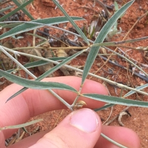 Glycine canescens at Tibooburra, NSW - 1 Jul 2021