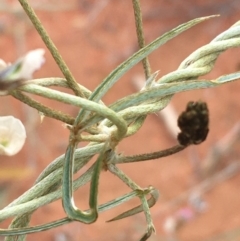 Glycine canescens at Tibooburra, NSW - 1 Jul 2021