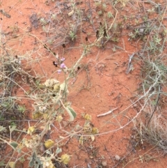 Glycine canescens at Tibooburra, NSW - 1 Jul 2021