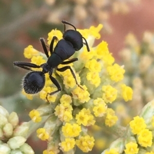 Polyrhachis sp. (genus) at Tibooburra, NSW - 1 Jul 2021 10:58 AM