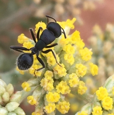 Unidentified Ant (Hymenoptera, Formicidae) at Tibooburra, NSW - 1 Jul 2021 by Ned_Johnston