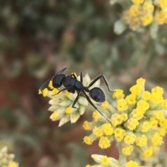 Polyrhachis sp. (genus) at Tibooburra, NSW - 1 Jul 2021 10:58 AM