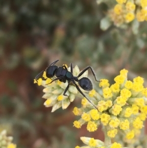 Polyrhachis sp. (genus) at Tibooburra, NSW - 1 Jul 2021 10:58 AM