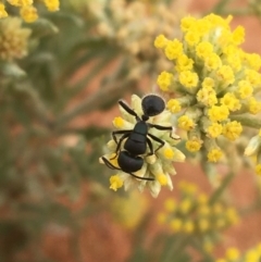 Polyrhachis sp. (genus) at Tibooburra, NSW - 1 Jul 2021 10:58 AM