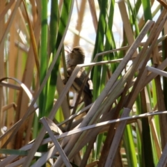 Acrocephalus australis (Australian Reed-Warbler) at Upper Stranger Pond - 1 Sep 2021 by RodDeb