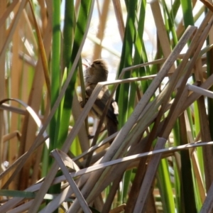 Acrocephalus australis at Bonython, ACT - 1 Sep 2021