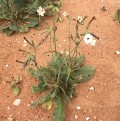 Nicotiana velutina at Tibooburra, NSW - 1 Jul 2021 by NedJohnston