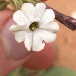 Nicotiana velutina at Tibooburra, NSW - 1 Jul 2021