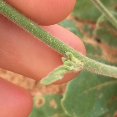 Nicotiana velutina at Tibooburra, NSW - 1 Jul 2021