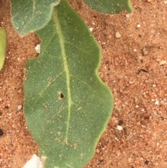 Nicotiana velutina at Tibooburra, NSW - 1 Jul 2021