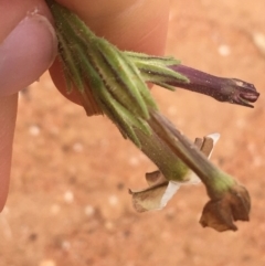 Nicotiana velutina at Tibooburra, NSW - 1 Jul 2021