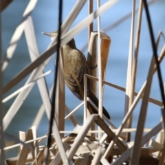 Acrocephalus australis (Australian Reed-Warbler) at Upper Stranger Pond - 1 Sep 2021 by RodDeb