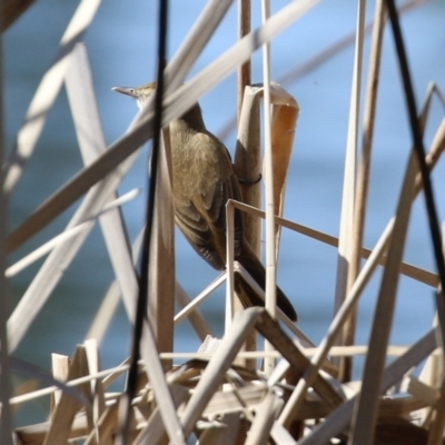 Acrocephalus australis (Australian Reed-Warbler) at Upper Stranger Pond - 1 Sep 2021 by RodDeb