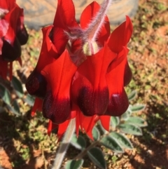 Swainsona formosa (Sturt's Desert Pea) at Sturt National Park - 1 Jul 2021 by Ned_Johnston