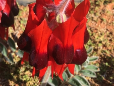 Swainsona formosa (Sturt's Desert Pea) at Tibooburra, NSW - 1 Jul 2021 by NedJohnston