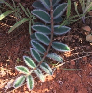 Swainsona formosa at Tibooburra, NSW - 1 Jul 2021 12:28 PM