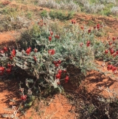 Swainsona formosa at Tibooburra, NSW - 1 Jul 2021 12:28 PM