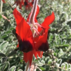 Swainsona formosa at Tibooburra, NSW - 1 Jul 2021