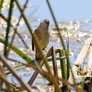 Acrocephalus australis at Bonython, ACT - 1 Sep 2021 12:32 PM