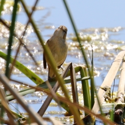 Acrocephalus australis (Australian Reed-Warbler) at Upper Stranger Pond - 1 Sep 2021 by RodDeb