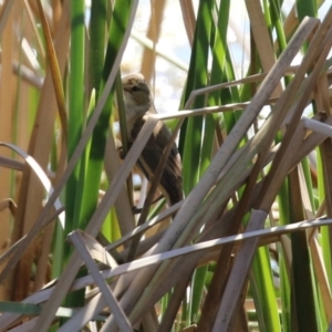 Acrocephalus australis at Bonython, ACT - 1 Sep 2021 12:32 PM