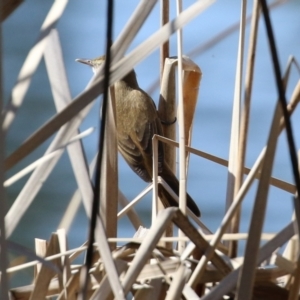 Acrocephalus australis at Bonython, ACT - 1 Sep 2021 12:32 PM