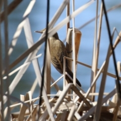 Acrocephalus australis at Bonython, ACT - 1 Sep 2021 12:32 PM