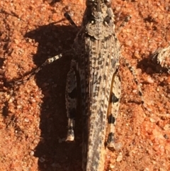 Unidentified Grasshopper, Cricket or Katydid (Orthoptera) at Tibooburra, NSW - 1 Jul 2021 by Ned_Johnston