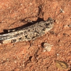 Pycnostictus seriatus at Tibooburra, NSW - 1 Jul 2021 12:51 PM