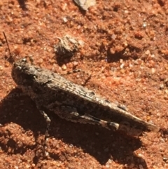 Pycnostictus seriatus at Tibooburra, NSW - 1 Jul 2021 12:51 PM