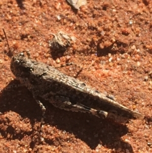 Pycnostictus seriatus at Tibooburra, NSW - 1 Jul 2021 12:51 PM