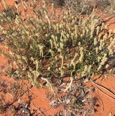 Unidentified Plant at Tibooburra, NSW - 1 Jul 2021 by Ned_Johnston