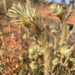 Ptilotus polystachyus at Tibooburra, NSW - 1 Jul 2021 01:58 PM