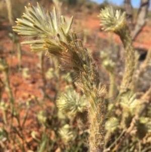 Unidentified at suppressed - 1 Jul 2021