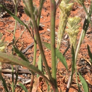 Ptilotus polystachyus at Tibooburra, NSW - 1 Jul 2021 01:58 PM