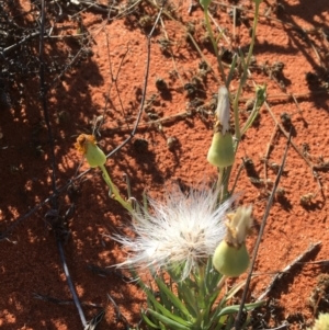 Senecio gregorii at Tibooburra, NSW - 1 Jul 2021