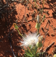 Unidentified Daisy (TBC) at Tibooburra, NSW - 1 Jul 2021 by Ned_Johnston