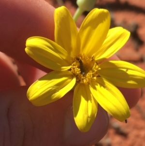 Senecio gregorii at Tibooburra, NSW - 1 Jul 2021