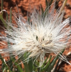 Senecio gregorii at Tibooburra, NSW - 1 Jul 2021