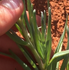 Senecio gregorii at Tibooburra, NSW - 1 Jul 2021