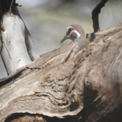 Phaps chalcoptera (Common Bronzewing) at Murray Valley Regional Park - 15 Nov 2020 by Liam.m