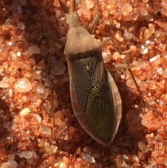 Unidentified True bug (Hemiptera, Heteroptera) at Sturt National Park - 1 Jul 2021 by Ned_Johnston