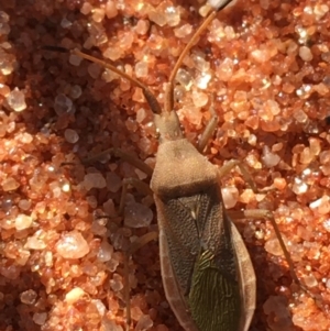 Coreidae (family) at Tibooburra, NSW - 1 Jul 2021 02:05 PM