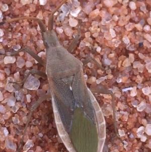 Coreidae (family) at Tibooburra, NSW - 1 Jul 2021 02:05 PM