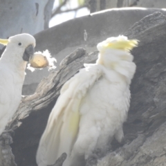 Cacatua galerita (Sulphur-crested Cockatoo) at Murray Valley Regional Park - 14 Nov 2020 by Liam.m